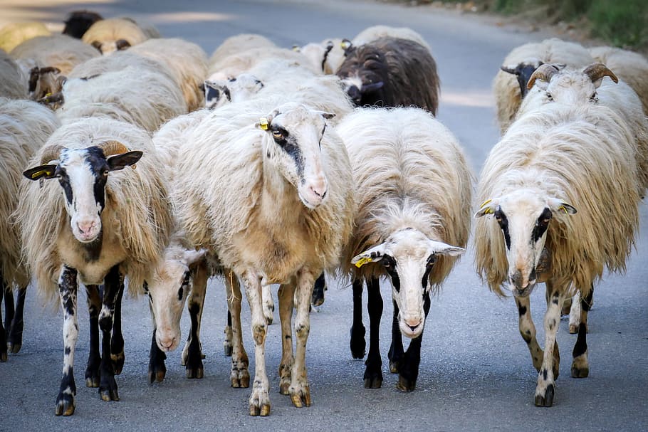sheep, flock of sheep, road, crete, greece, animals, livestock, sheepshead, agriculture, sheep's wool