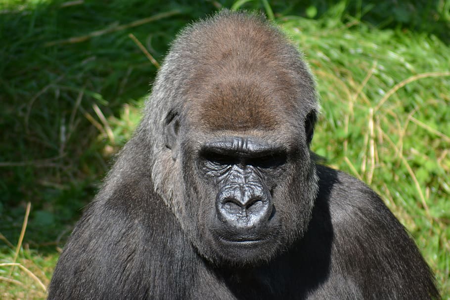 Silverback Gorilla, Male, male gorilla, mountain gorilla, close-up, head, face, one animal, animal wildlife, animals in the wild