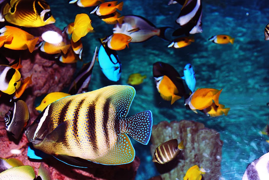 assorted-color fish, swimming, wat, er, Tropical Fish, Aquarium, Fish Tank, fish, sea, exotic fish