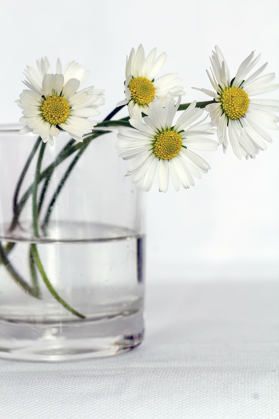 デイジーの花, ガラス花瓶, 花, 静物, デイジー, 花瓶, 閉じる, 花の頭, 白い色, もろさ