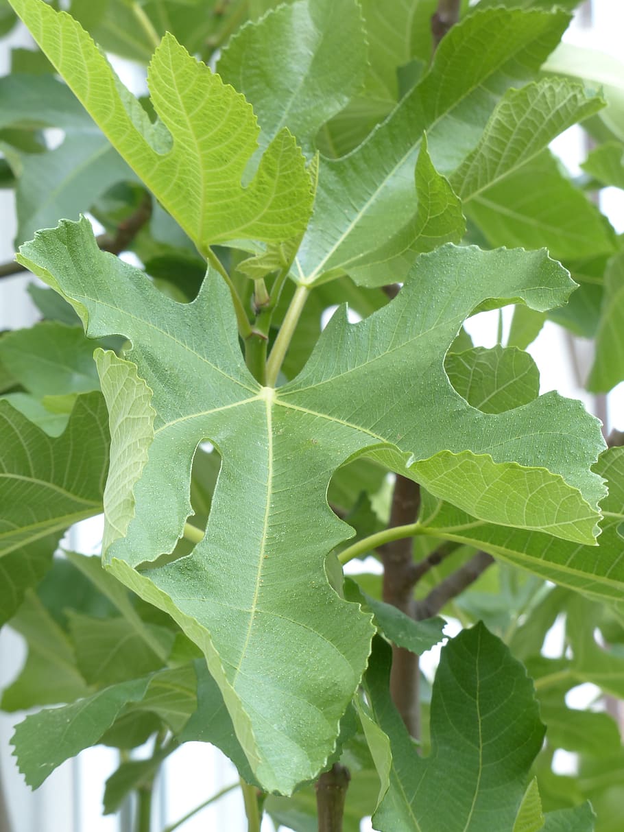 fig leaf, leaf, tree, real coward, ficus carica, green, fig ficus, crop, plant part, green color