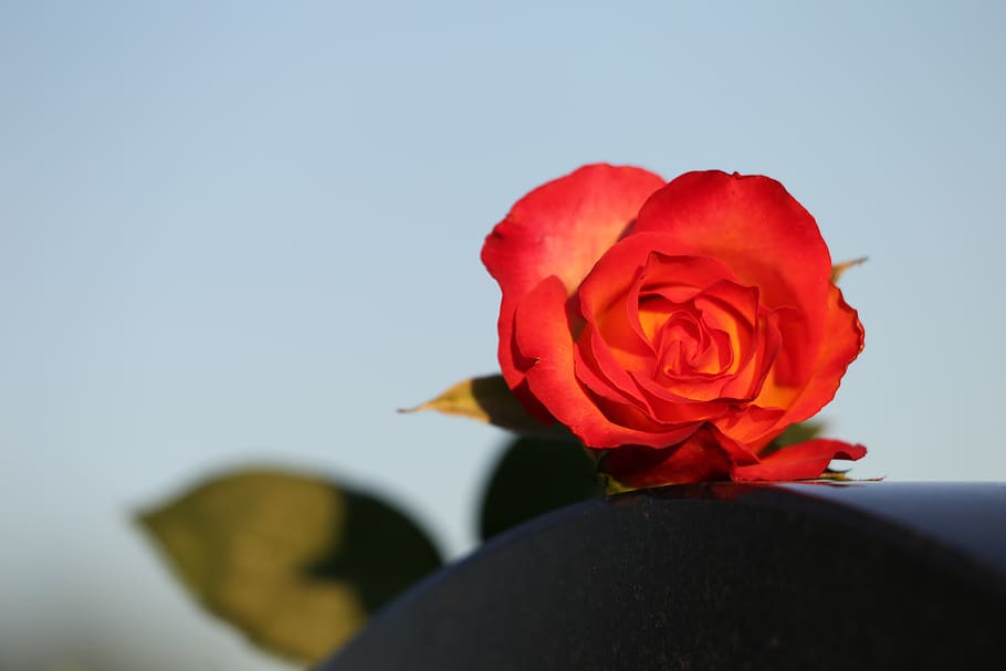 rosa amarilla roja, cielo azul, monumento del corazón, mármol negro, condolencias, recordando, desaparecido, dolor, tristeza, rosa alinka