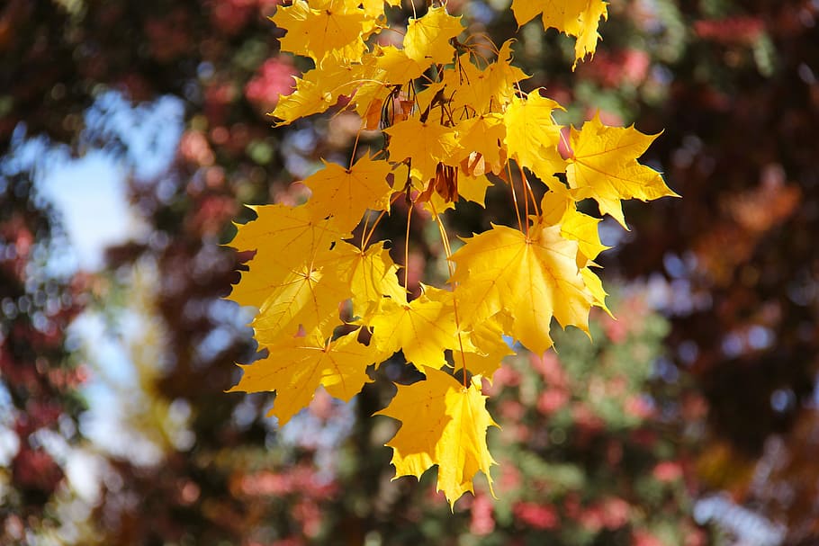 yellow maple leaf, famous, popular, historic, beautiful, amazing, beauty, colors, cold, colorful