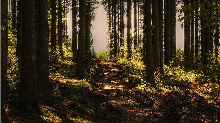 scenery of forest, trees, forest, forest path, sunlight, wood, summer, nature, conifers, green