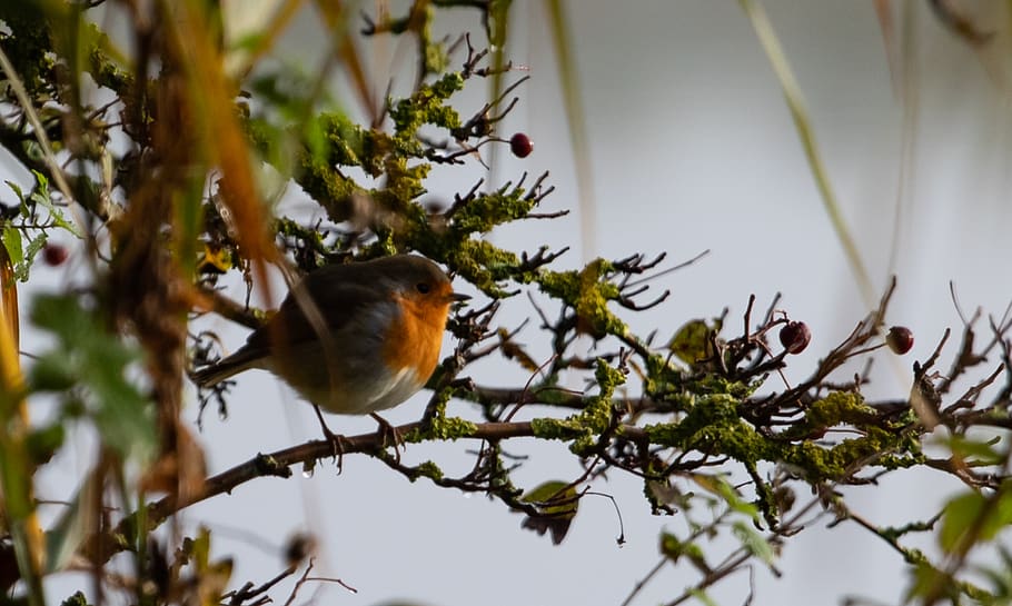 robin redbreast in tree, robin, robin redbreast, perched, songbird, bird, nature, wing, wildlife, feather