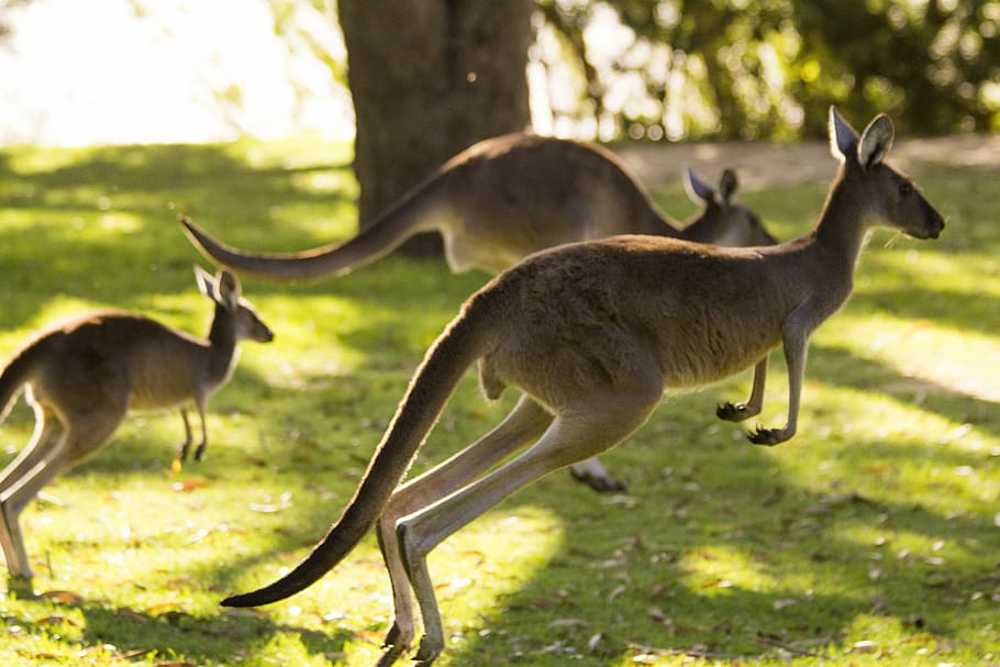 three, kangaroos, green, lawn grass, kangaroo, australia, perth, animal, nature, wildlife