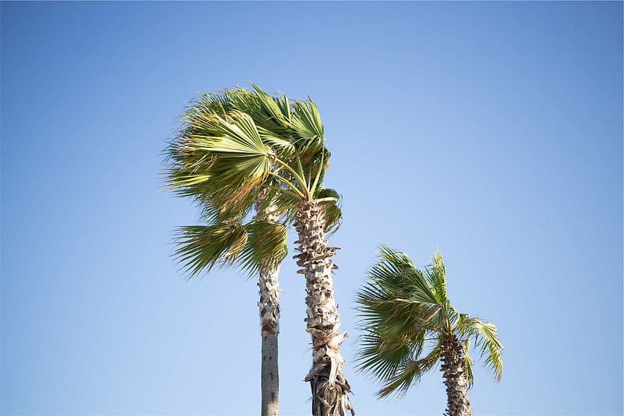 green, leafed, trees, daytime, coconut, palm, tree, blue, sky, palm trees