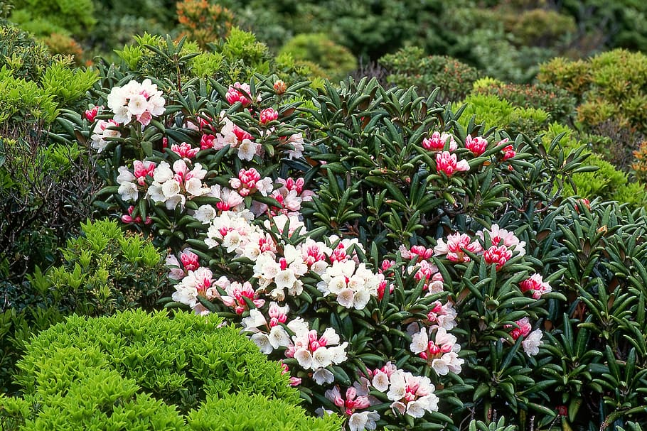 Flowers, Yak, Rhododendrons, yak the rhododendrons, yakushima island, world heritage region, june, japan, flower, green color