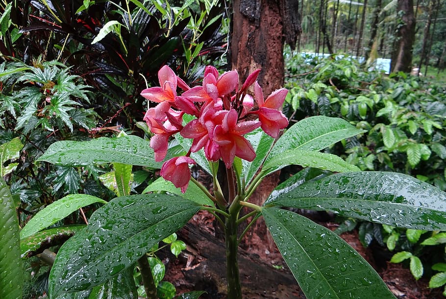 plumeria rubra, frangipani, red frangipani, temple tree, plumeria, flower, red, rain soaked, madikeri, india