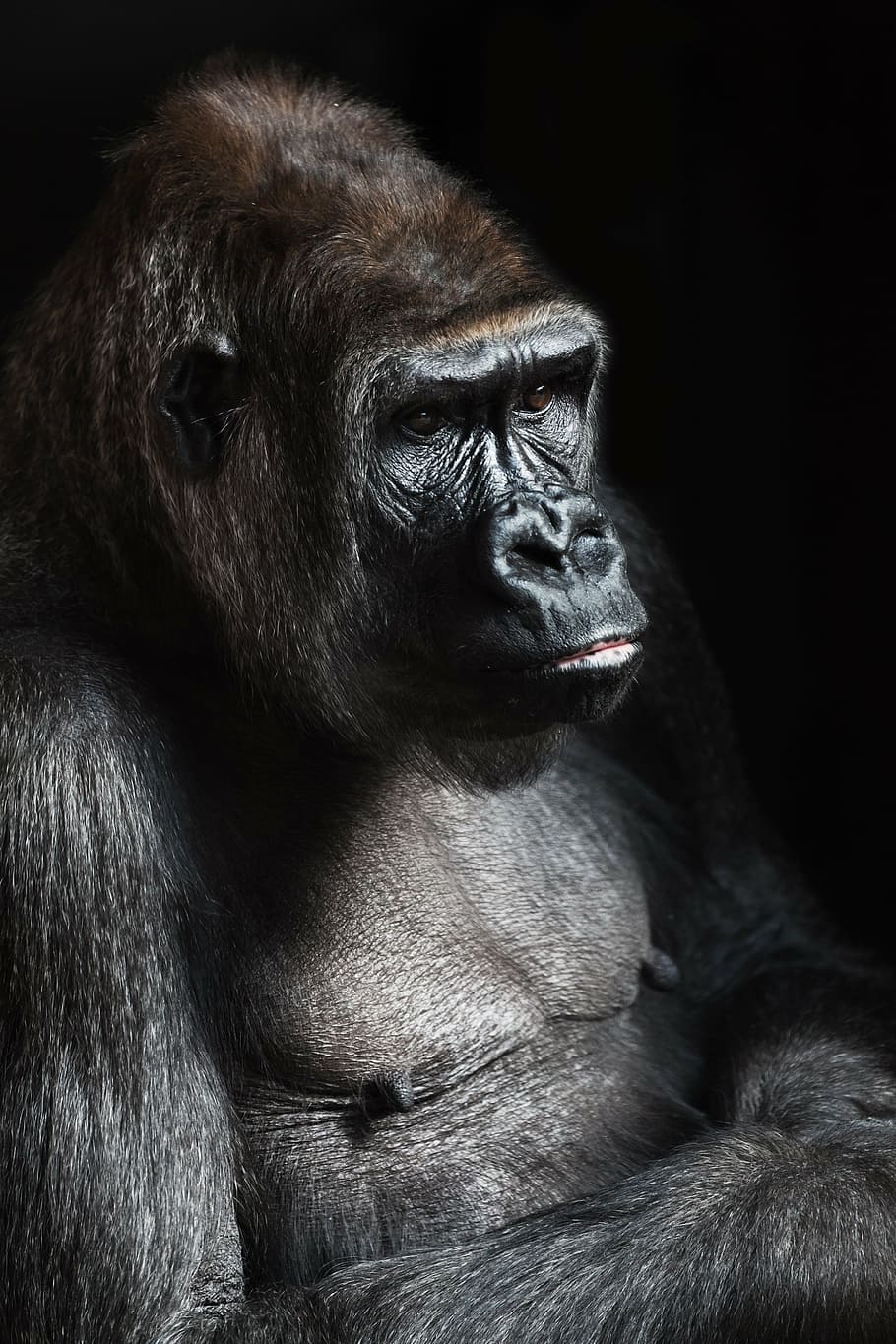 foto, preto, gorila, áfrica, macaco, grande, ameaçadas de extinção, olhos, rosto, cabeça