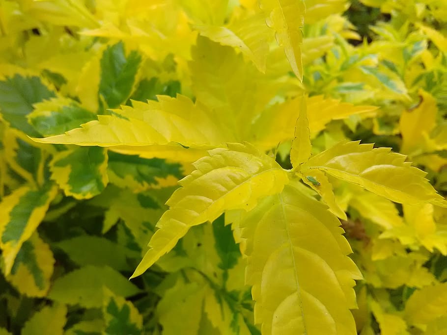 yellow sheet, leaf, yellow, nature, flora, plants, color, life, green and yellow, fresh