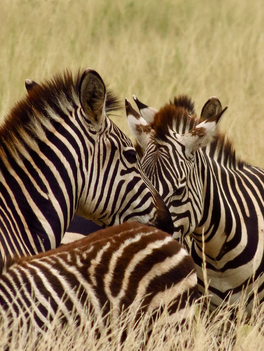 áfrica, tanzânia, quênia, safari, animais selvagens, animais, zebra, região selvagem, parque nacional, grupo de animais