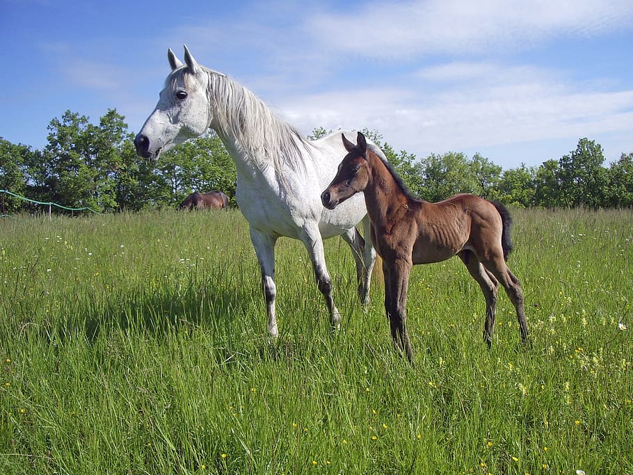 white, horse, brown, foal, green, field, Pure, Arab, Blood, Horse, Horse Breeding