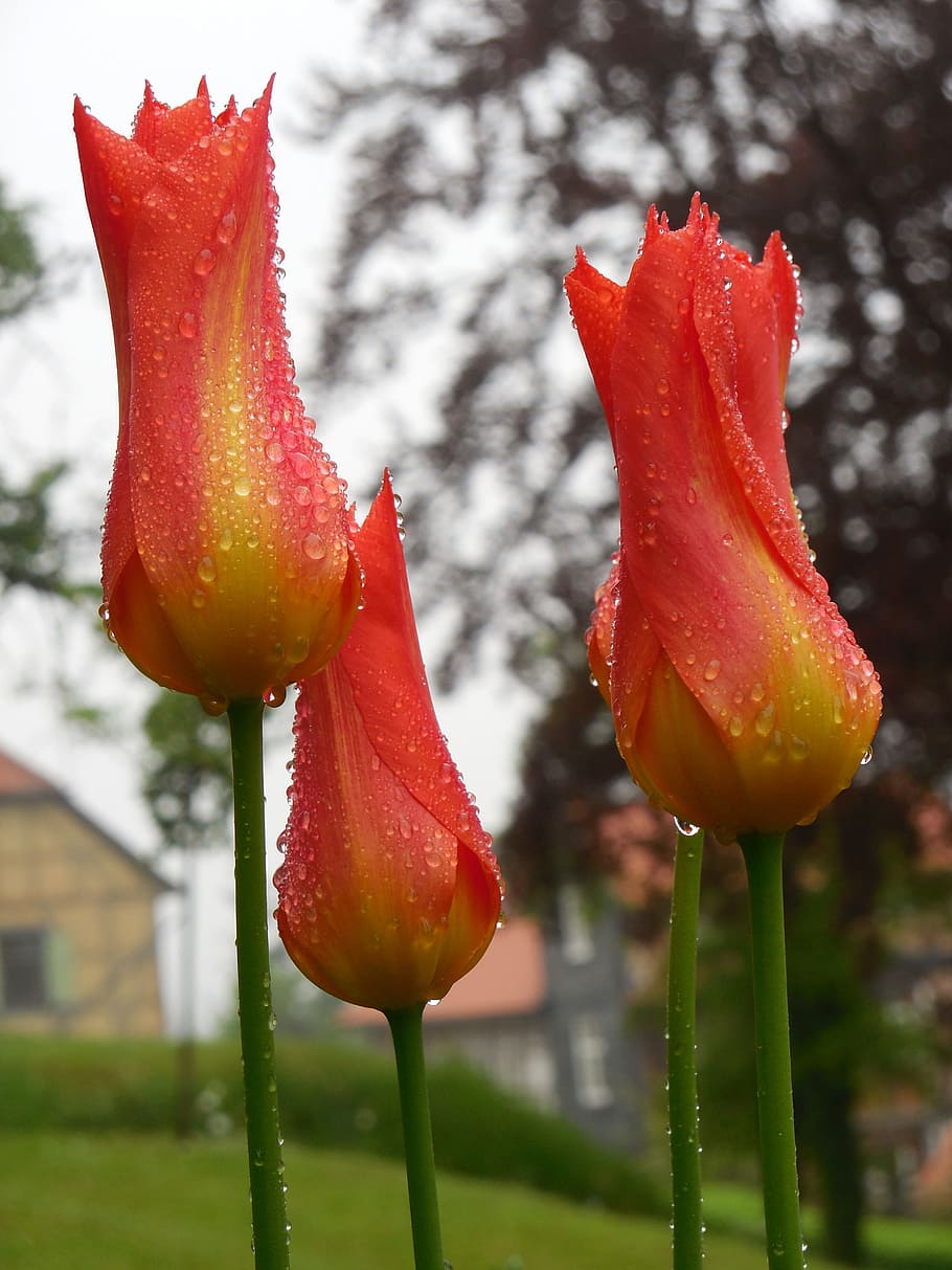 tulips, raindrop, flowers, feather, summer, park, art, orange, plant, red