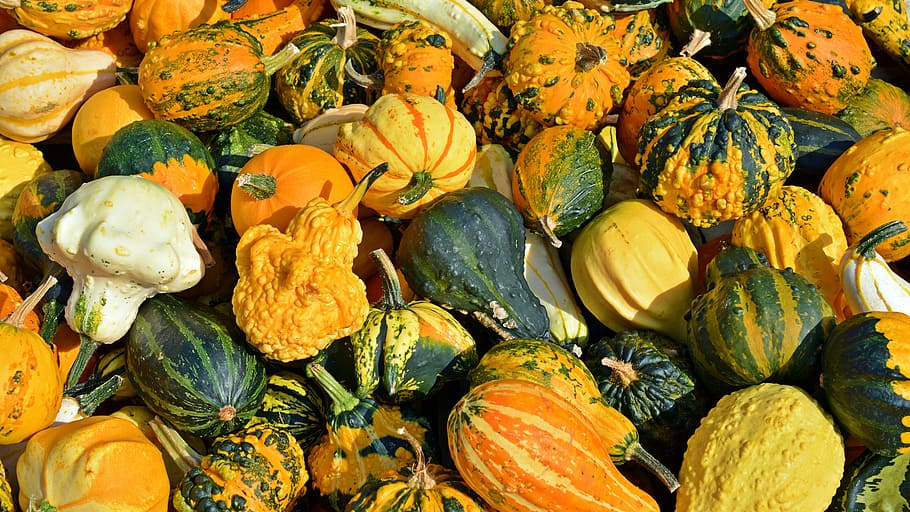 green, yellow, squash, gourds, pumpkin, harvest time, sale, decoration, benefit from, pumpkin yard cordes