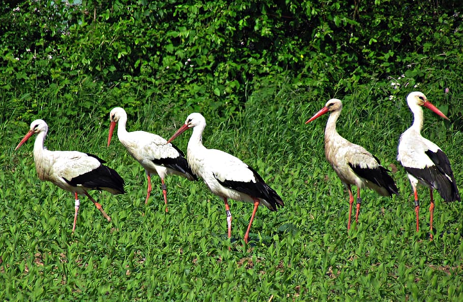 stork, field, meadow, storks, herd, bird, nature, white stork, grass, white