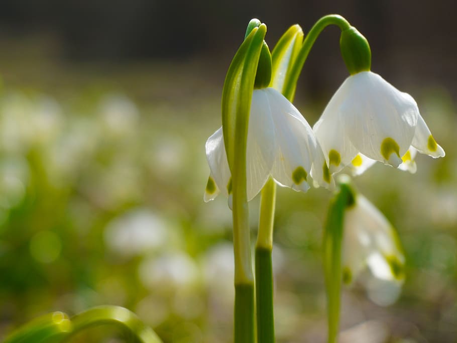 snowdrop, spring, flowers, meadow, green, flower, plant, flowering plant, beauty in nature, vulnerability
