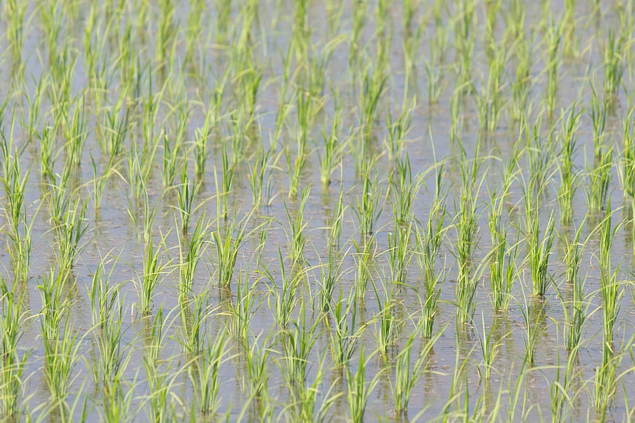 campos de arroz de yamada, japón, espiga de arroz, naturaleza, hierba, planta, crecimiento, agricultura, antecedentes, ninguna gente