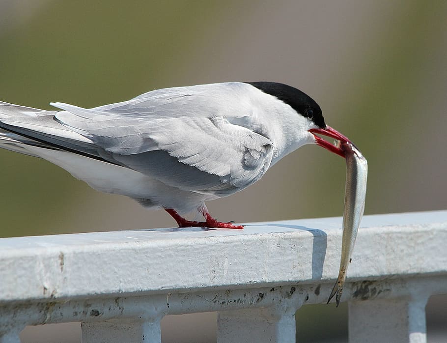 white, bird catched, gray, fish, arctic tern, eat, food, tern, bird, water bird