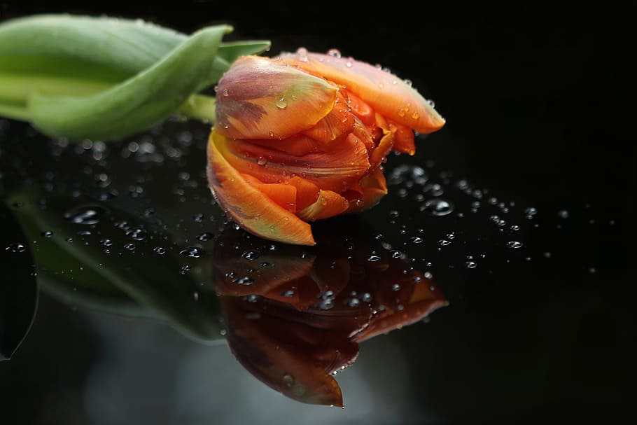 orange, tulips, water droplets, flower, tulip, close, mirror image, still life, nature, close-up