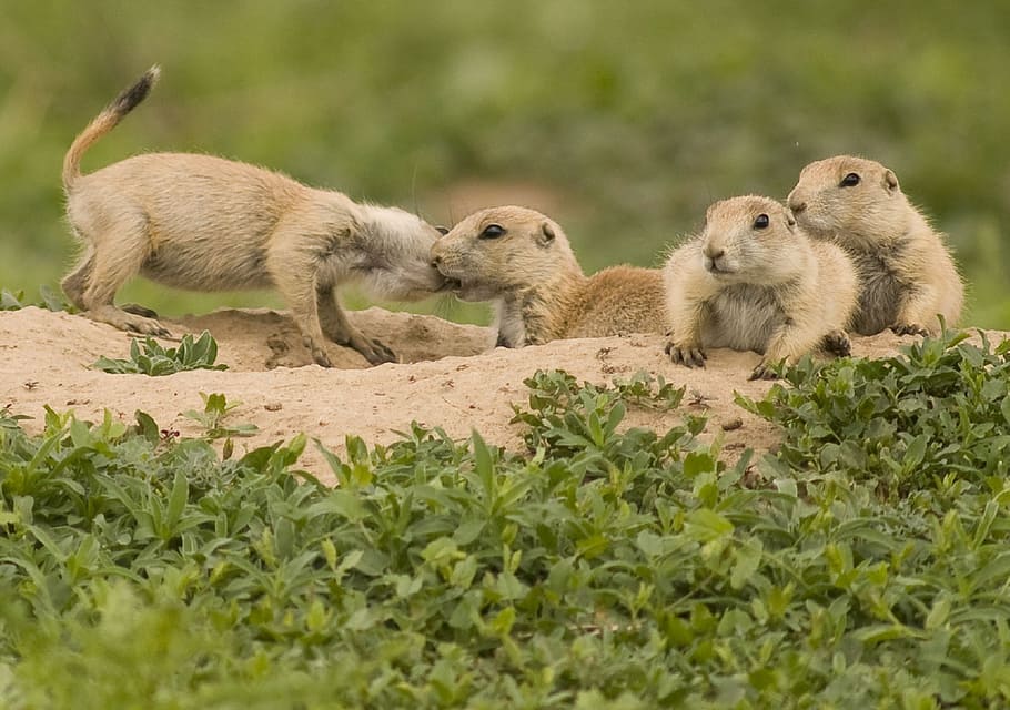 prairie dogs, pups, cute, wildlife, nature, wilderness, small, wild, ground, burrow