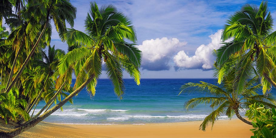 viajes, vacaciones, playa, mar, palmeras, paisaje, naturaleza, ola, arena, mar del sur