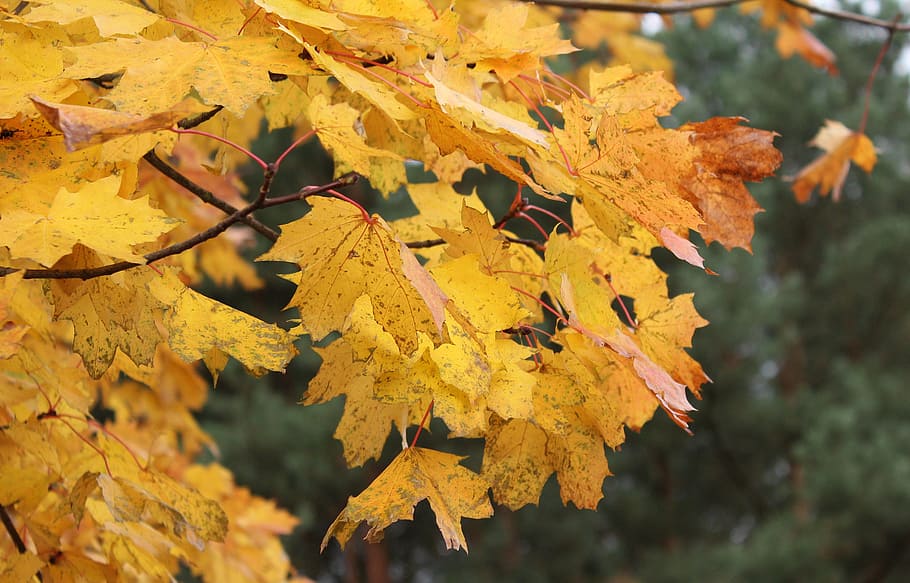 otoño, estaciones del año, otoño de oro, desaparición, octubre, caminata de otoño, cambio, hoja, parte de la planta, planta
