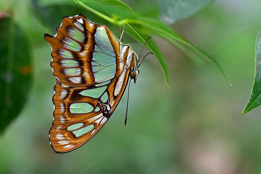 selectivo, fotografía de enfoque, marrón, blanco, mariposa de cola de golondrina, encaramado, verde, hoja, durante el día, mariposa de malaquita