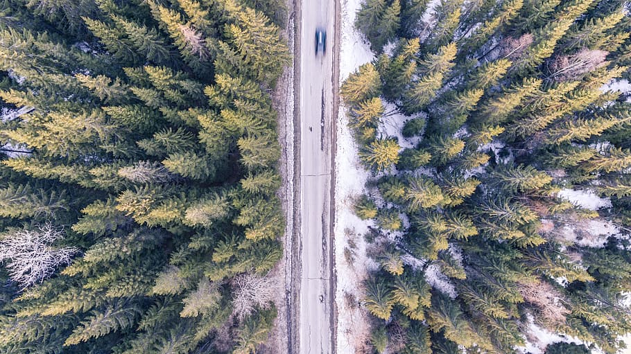empty, road, surrounded, pine trees, car, fast, motion blur, aerial, asphalt, bird's eye view