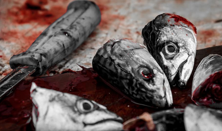 peixe, sangrento, cabeça, carne, comida, morte, sangue, morto, fresco, vermelho