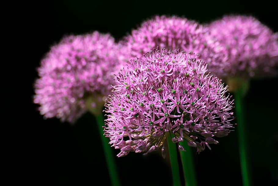 pink, petaled flowers close-up photo, garden, nature, park, flower, blume, lila, color, purple