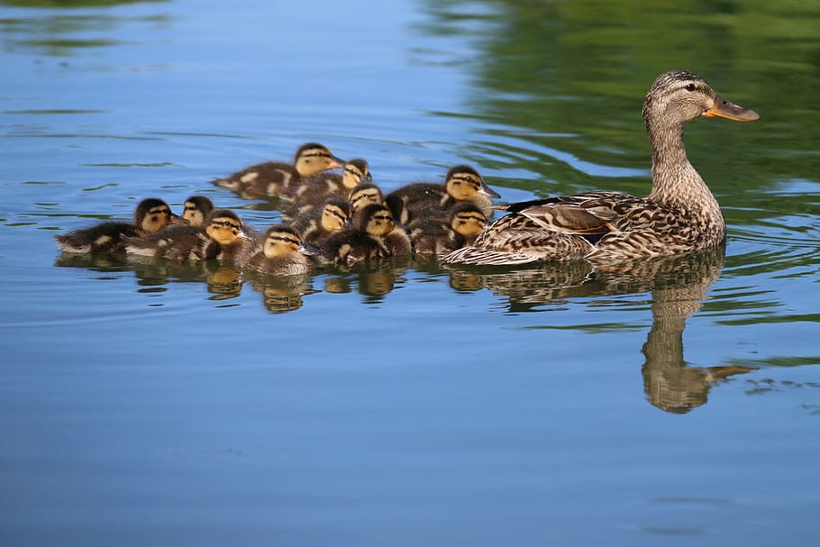 ducks, duck, ducklings, babies, bird, reflections, family, nature, plumage, lake