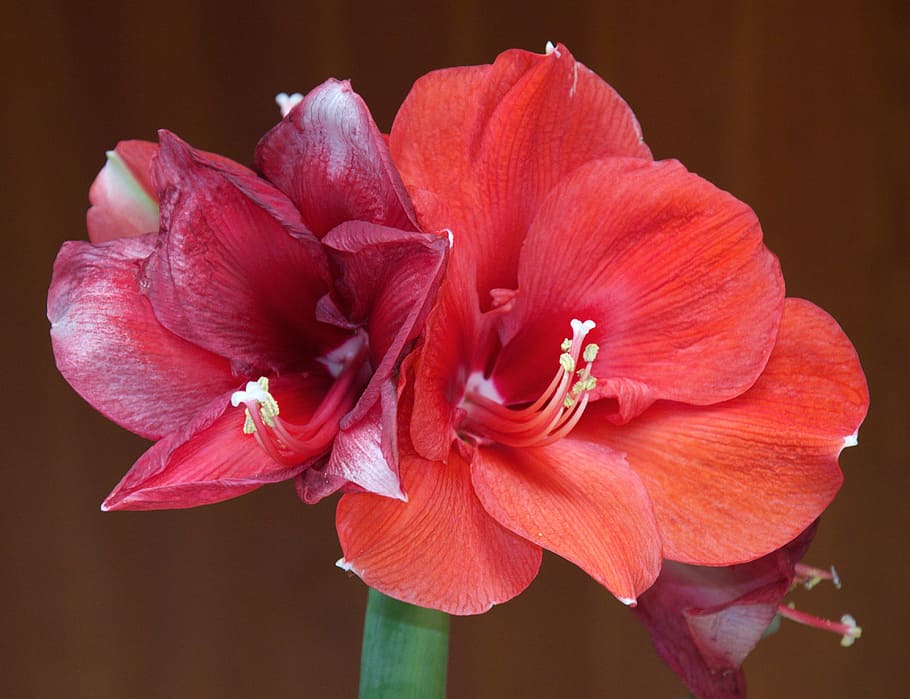 amaryllis, blossom, bloom, flower, incomplete, nature, flowering plant, petal, beauty in nature, fragility