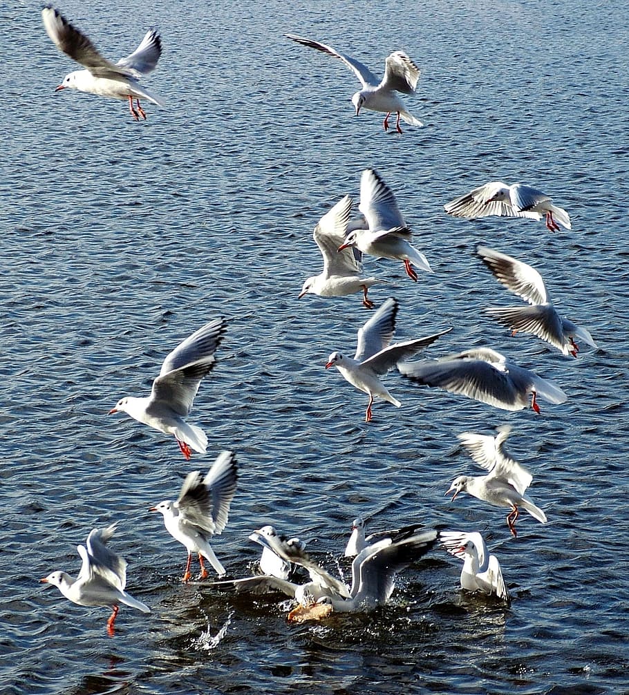 seagull, bird, sea, gull, seaside, beach, nature, water, summer, animal