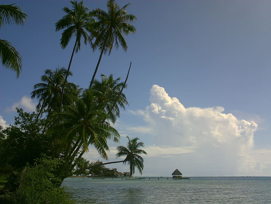 coconut, lagoon, polynesia, palm tree, tree, sky, water, plant, tropical climate, beauty in nature