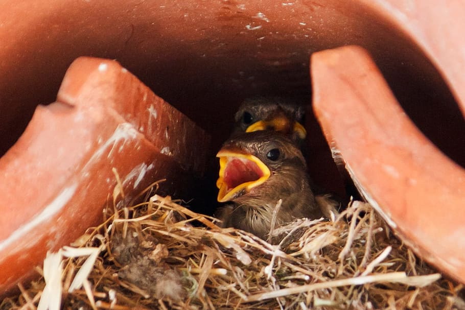 sparrow, animal, animals, baby, bird, birds, brood, chicks, fledgling, hungry