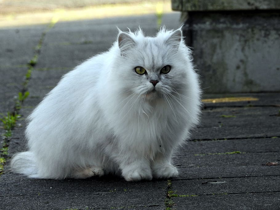 gato blanco, adidas, gato doméstico, gatito, retrato de gato, gato de pelo largo, ojos de gato, fotografía de vida silvestre, nacional, gato