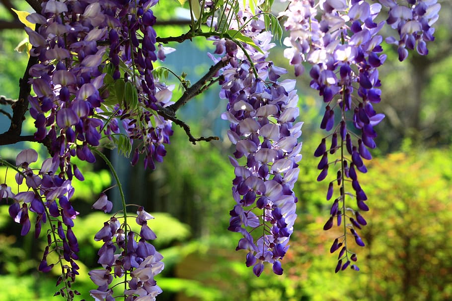 purple, white, petaled flowers, flowers, wisteria, string, summer, swaying, natural, landscape