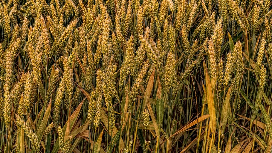 marrom, grãos de trigo, diurno, trigo, grão, campo, cereais, espiga, milharal, alimentos
