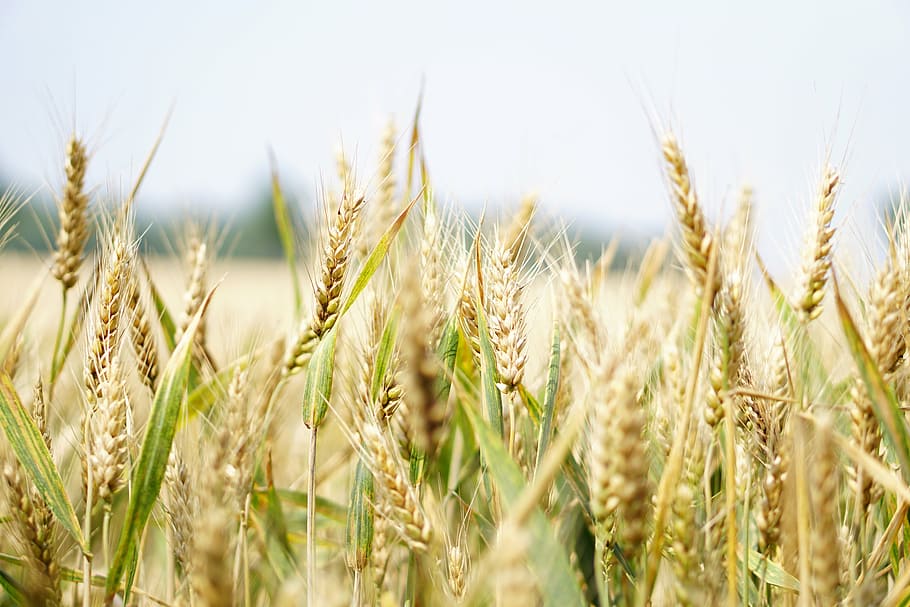 brown rice field, wheat, wheat field, cornfield, summer, cereals, spike, grain, agriculture, field