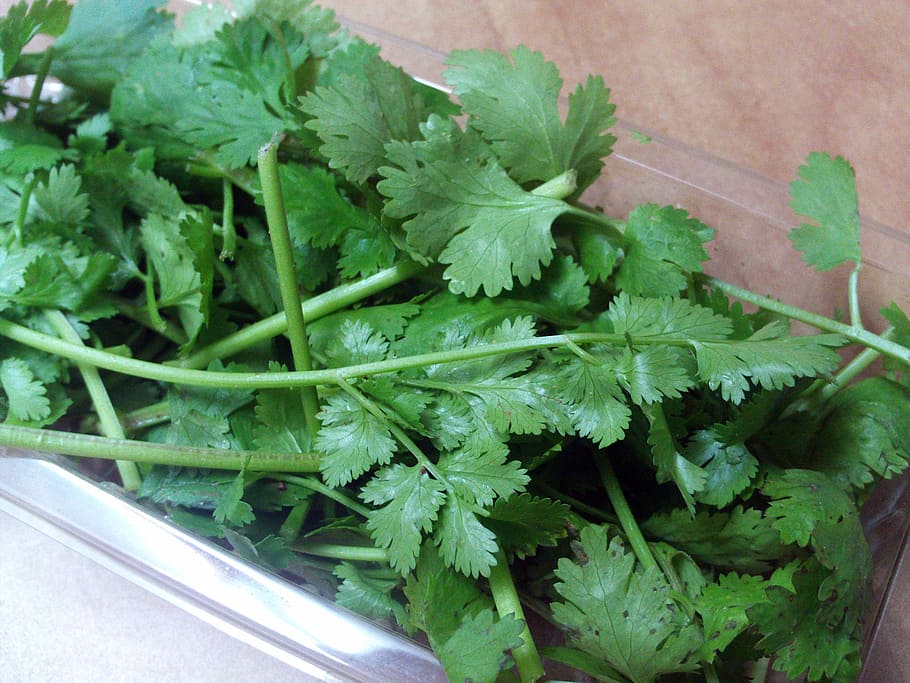green, parsley, clear, plastic container, cilantro, aromatic herbs, spices, green color, food and drink, leaf
