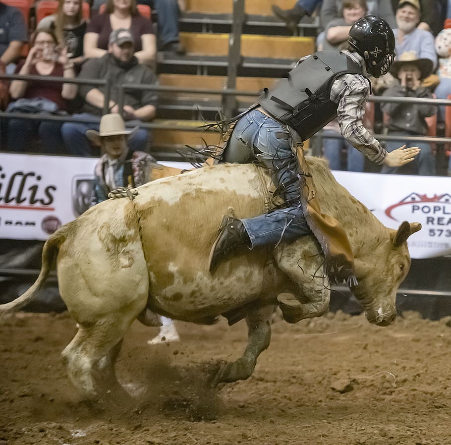 bull, bull rider, bull riding, rodeo, cowboy, western, west, competition, horses, sport