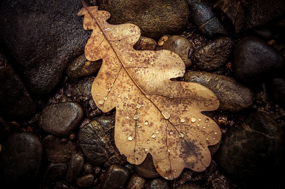dried, leaf, stony, ground, closeup, leaves, green, plant, garden, water
