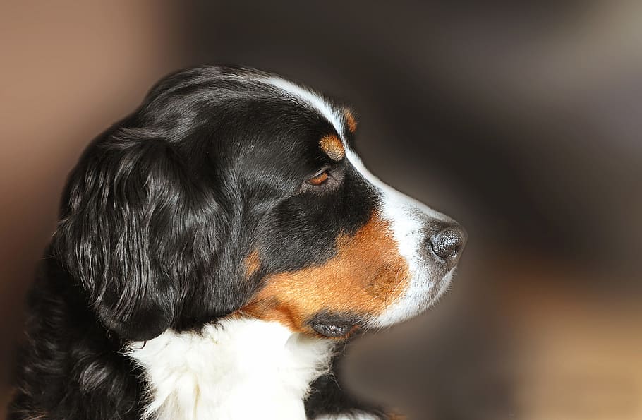adult bernese mountain dog, focus photo, mammal, cute, dog, animal, portrait, profile, pet, bernese mountain dog