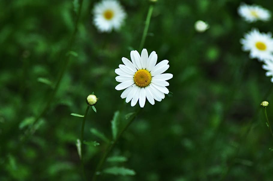 Ox-Eye Daisy, Flower, Bloom, daisy, blossom, petal, spring, white, yellow, green