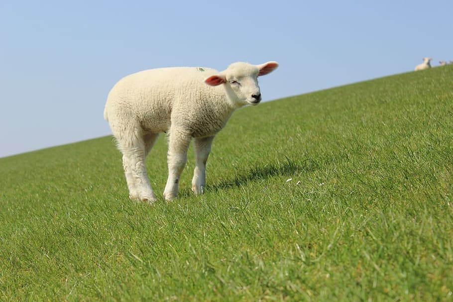 Lamb, Dike, Sheep, Nature, schäfchen, livestock, animal, friesland, agriculture, meadow