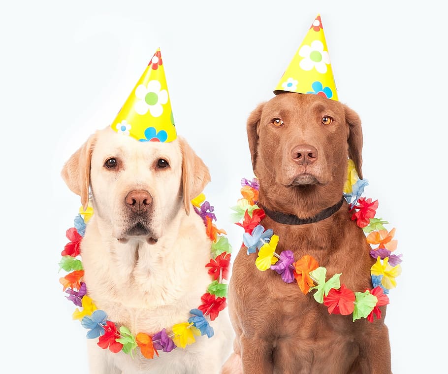 uno, amarillo, chocolate labrador retrievers adultos, vistiendo, sombreros de cumpleaños, perros, carnaval, humor, mascota, ernst