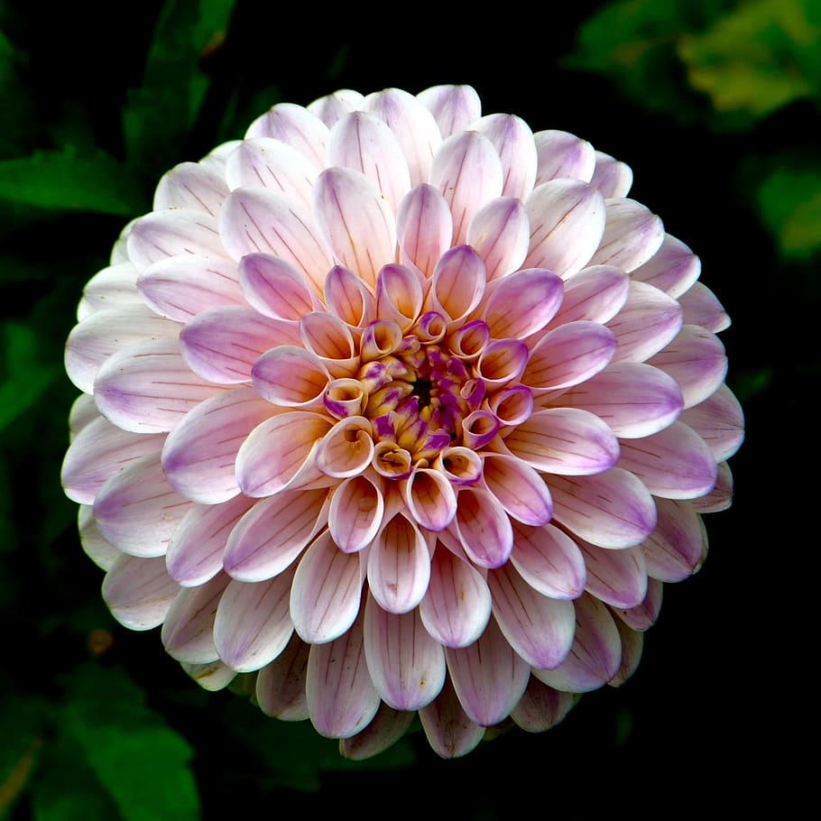 purple, white, flower, blossom, macro, bloom, closeup, petals, park, garden