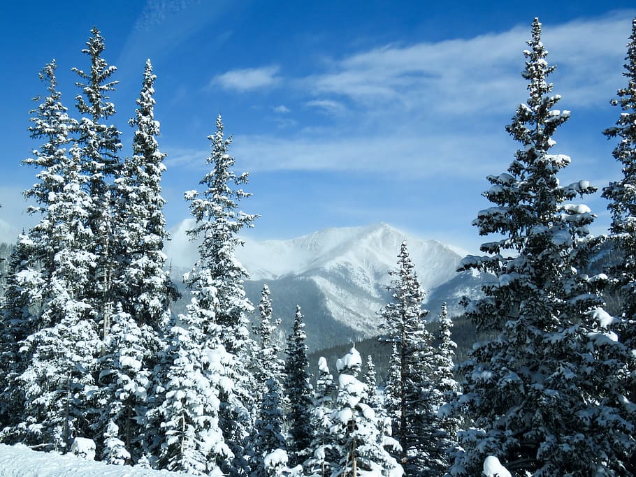green, pine tree lot, daytime, mountains, trees, snow, winter, landscape, colorado, usa