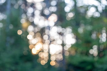 forest, bokeh, nature, sun, light, trees, abstract, natural, soft, focus